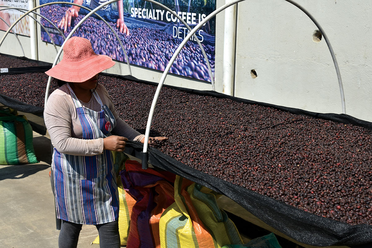 Afficionado Coffee