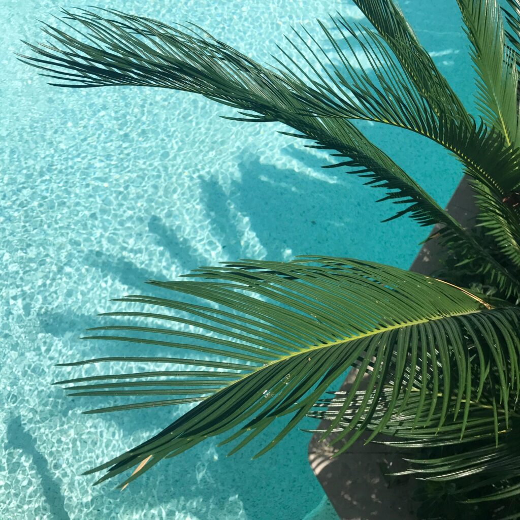 palm trees